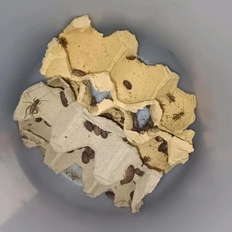 Freeze Dried Crickets For Fishing