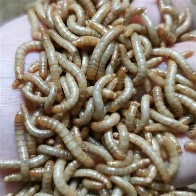 500g сушени червеи